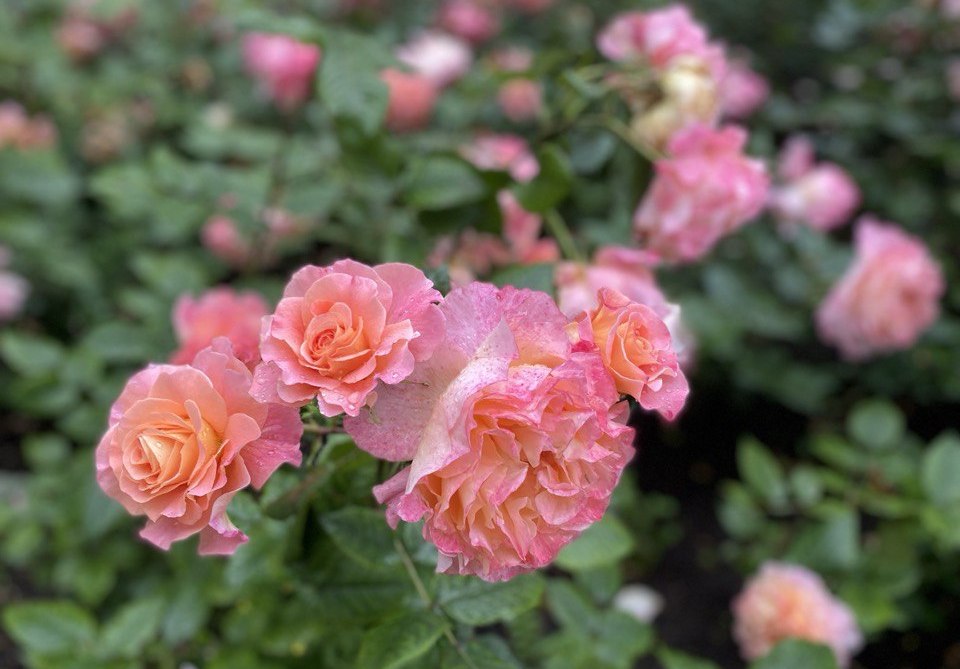 Розы_1.jpg Розы_1.jpg