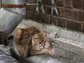 ПБСТИН – место изоляции и лечения, а не наказания