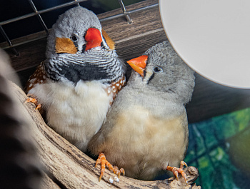 «Любовь может все»: Светлана Агапитова – о романтических историях особенных семей в Таврическом саду