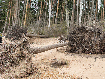 Правозащитный субботник на мысе Тарховка