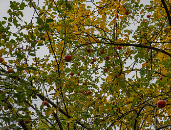 «Ленводхоз»: кто в Петербурге следит за плотинами и спасает город от паводков?